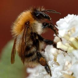 Monday Archives: Bumblebees and fish could help engineers answer questions