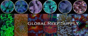 Global Reef Supply