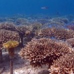 Acropora Coral DNA to save reefs