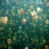 Monday Archives: The Amazing Jellyfish of Palau
