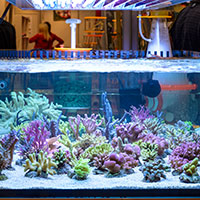 Interzoo 2014: Korallen Zucht Displays Incredible Corals
