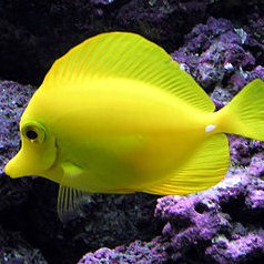 Fully captive bred Yellow tangs to go to market?