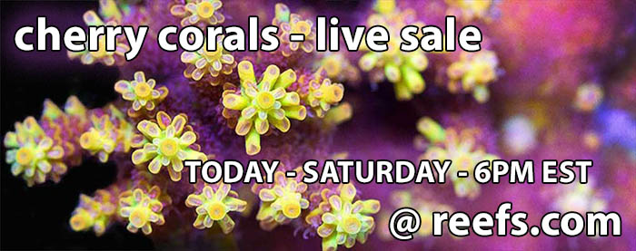 cherry-corals-live-sale