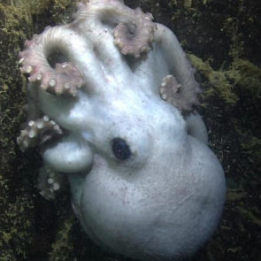 Monday Archives: What a Trooper – Octopus Broods Eggs for Record 4 1/2 Years Before Dying