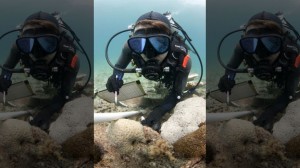 coral-reefs-dredging