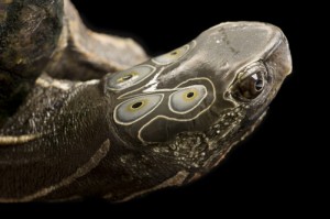 Four-eyed turtle (Sacalia quadriocellata) at the Tennessee Aquarium.