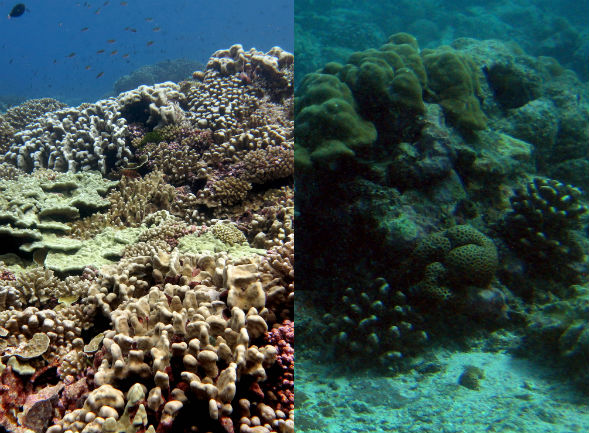 Coral_algae_reef