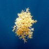 Monday Archives: Drifters- A look at some Sargassum invertebrates