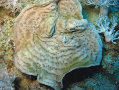 coral saudi