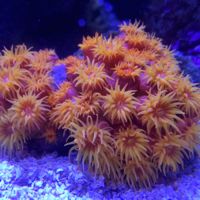 An In-Depth Look at the Natural System of Reef Keeping: Part Two