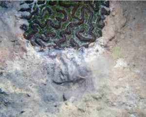 Florida Department of Environmental Protection photo showing Caribbean species Colpophyllia natans under attack by sedimentation. 
