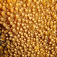 Monday Archives: Let’s Get a Little Sexy – Hybrid Corals