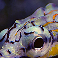 Pipefish For The Reef Aquarium: Part Two, Husbandry