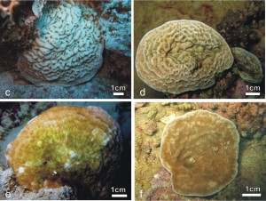 coral new species article large
