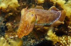 giant-cuttlefish-sm