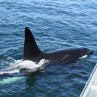 Monday Archives: Wish I Was There! Rare Footage of Killer Whales Surprising a Canadian Tour Group