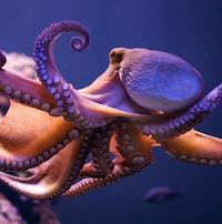 Monday Archives: New Methods To Properly Age An Octopus