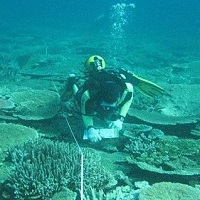 Buried Treasure! 91 New Coral Species Uncovered In 