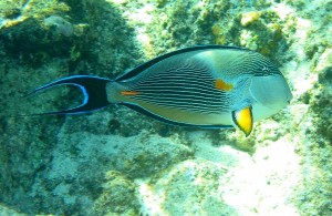 ArabianSurgeonfish