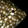 ORA Releases Whitespotted Pygmy Filefish