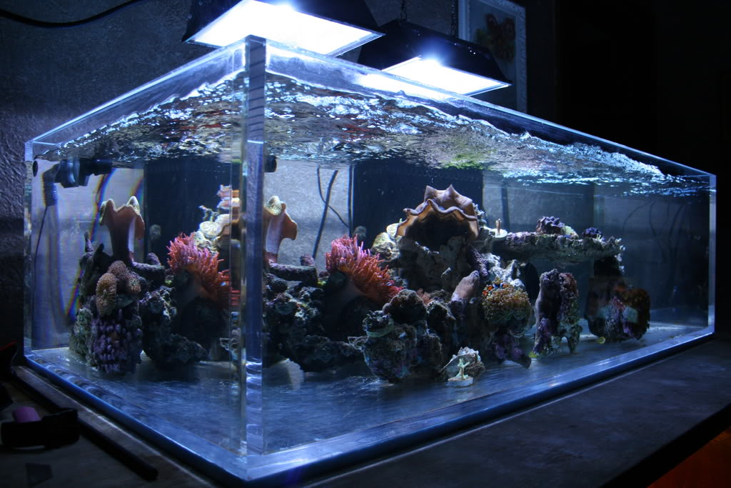 Aquarium 1 1