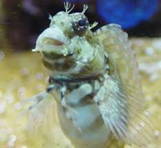 Mr. Personality: The Lawnmower Blenny
