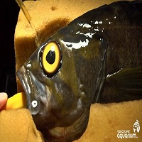 In Breaking Medical Fish News: Fish Gets Glass Eye