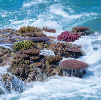 Reefs In Art: Wickedly Beautiful Photography From Olasana Flora