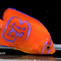 A Little Eye Candy For You Today: Lovely Juvie “Rorschach” Clarion