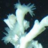 A network of coral health and communication