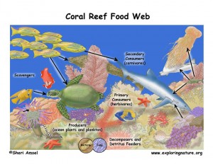 coralreef_foodweb72
