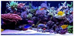 reefs.comSunnyInWallCloseup
