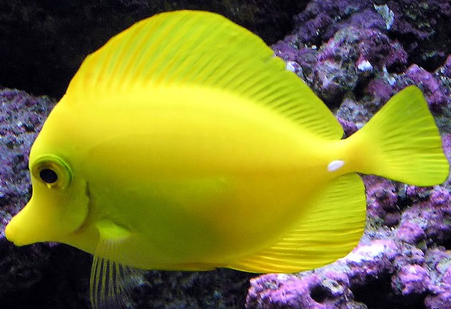 Study Examines Influence of Aquarium Fish Collector Preferences on Catch