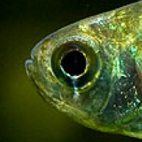 Parasite Responsible for Color of Popular Tetra