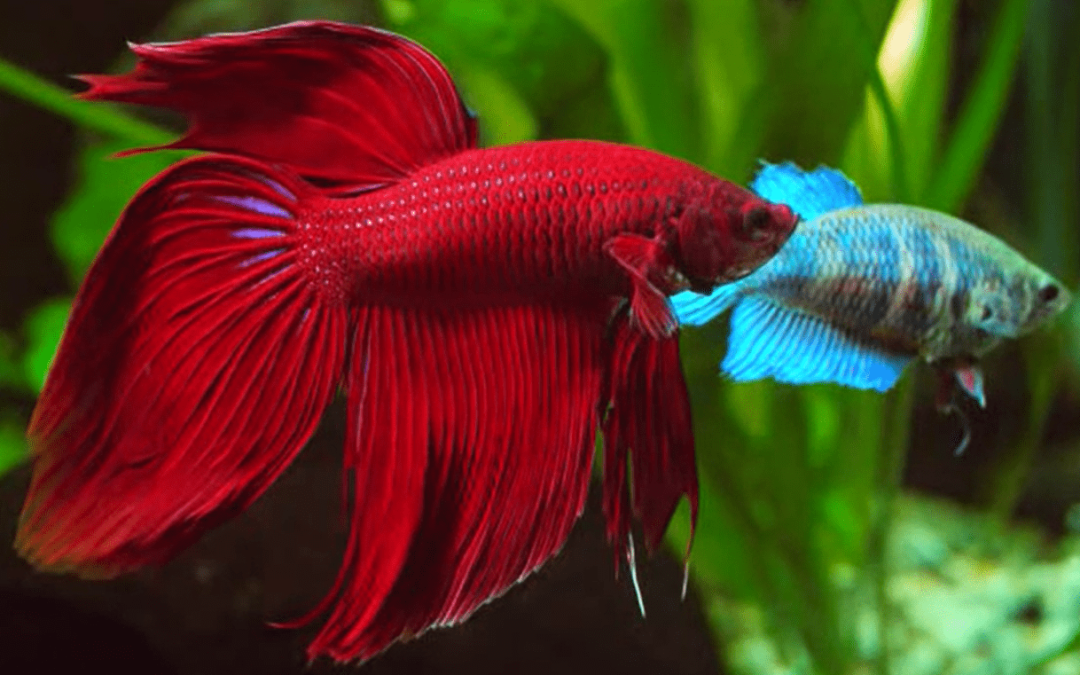 Monday Archives: What type of betta do you have?