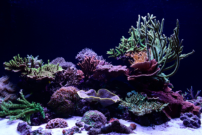 Beginner’s Coral Guide