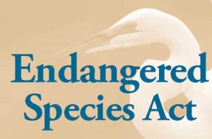 endangered-species-act