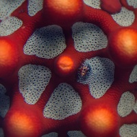 Reefs In Art: Unfathomably Gorgeous Macro Timelapse Edition