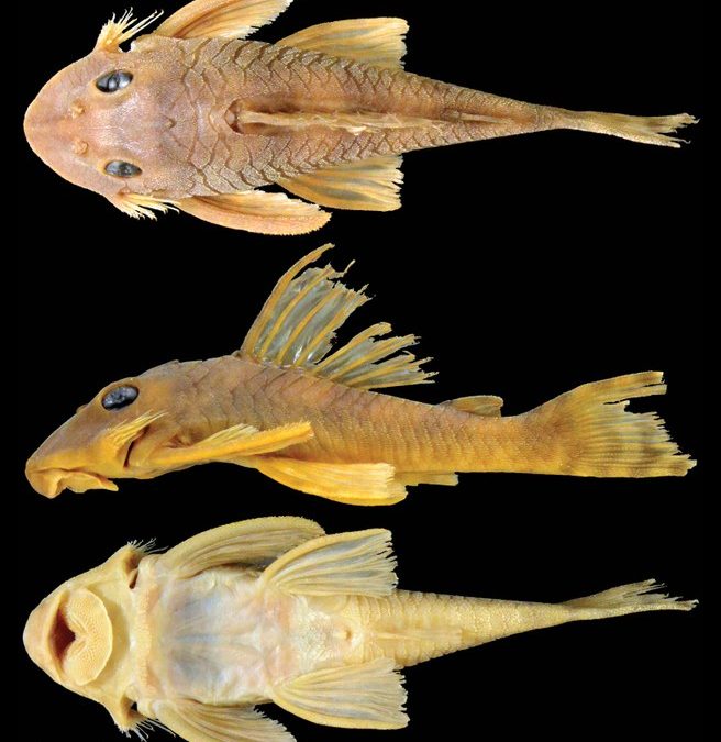 Monday Archives: Newly described Pleco named after Star Wars character