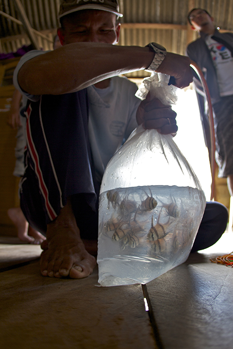 Many of the fisheries in Indonesia operate without sufficient transparency and utilize unsustainable, illegal and unethical practices. The Banggai cardinalfish fishery is the highest profile fishery in Indonesia with well-documented problems. Photo by Ret Talbot.