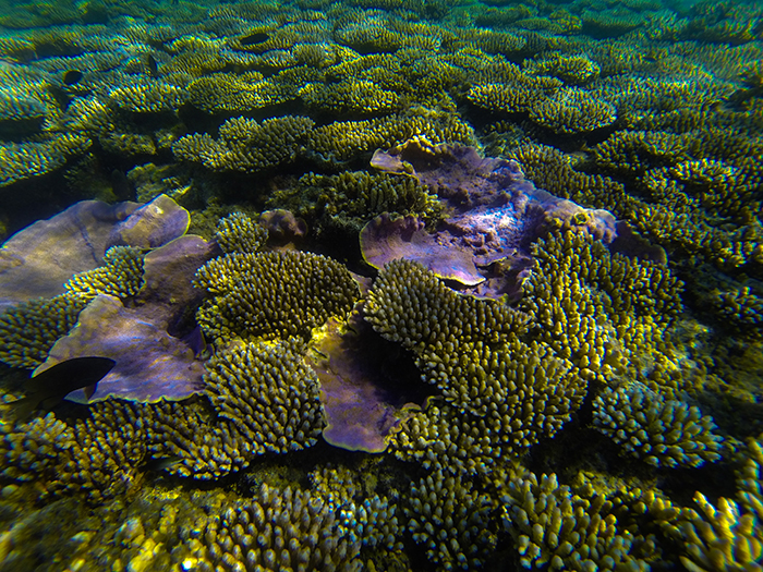 A fully developed and thriving reef. Photo by Rich Ross.