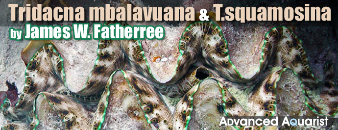 On the Giant Clams Tridacna mbalavuana and T. squamosina