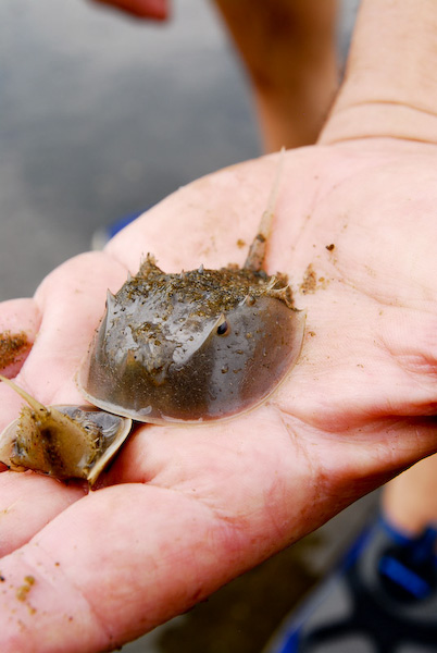 The Horseshoe crab (Limulus polyphemus) is a beautiful and interesting organism. Unfortunately,  they do not adapt to captivity well and have special requirements that many hobbyists can not meet. They are best enjoyed in their natural habitat.