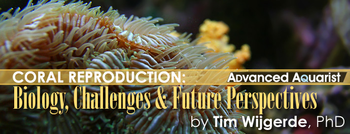 Coral Reproduction: Biology, Challenges and Future Perspectives