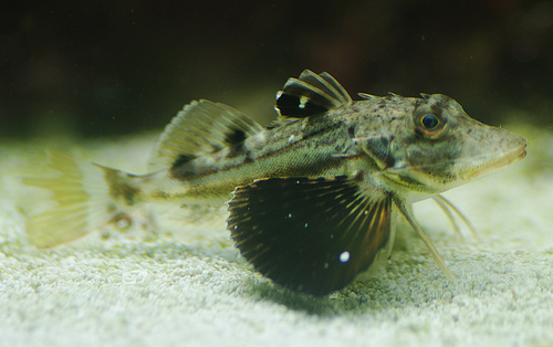 There are many fish found locally. Some adapt to captivity quite well, many others do not.  Pictured is the Northern, Prionotus carolinus which requires special care.