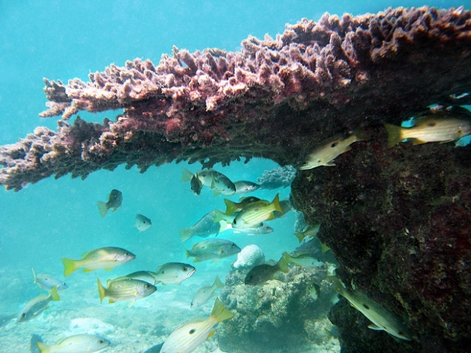 persian-coral-reef