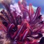 1,350 Gallon Reef Aquarium… Disaster