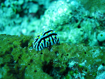 Phyllidia varicosa, in the Maldives. Photo by Carlos Prates, 2008.