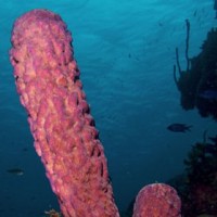 A Database for the Identification of Sponges
