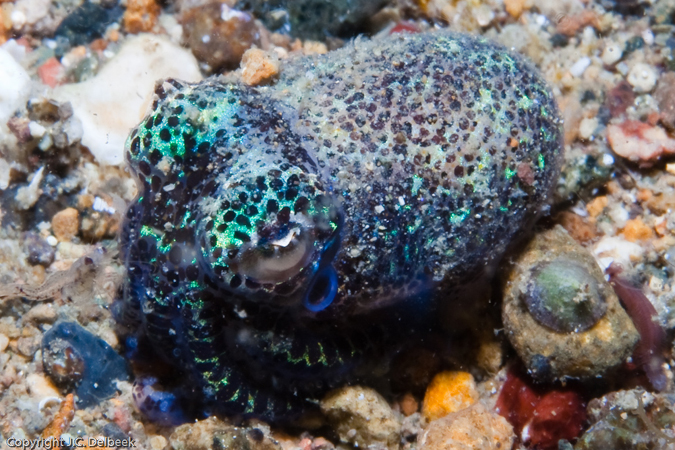 A bobtail squid, Euprymna sp., encountered on a night dive at Mainit.